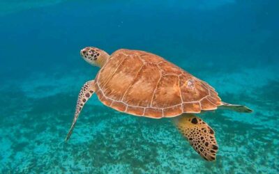 Snorkeling à Akumal ou Cozumel : quelle excursion choisir ?