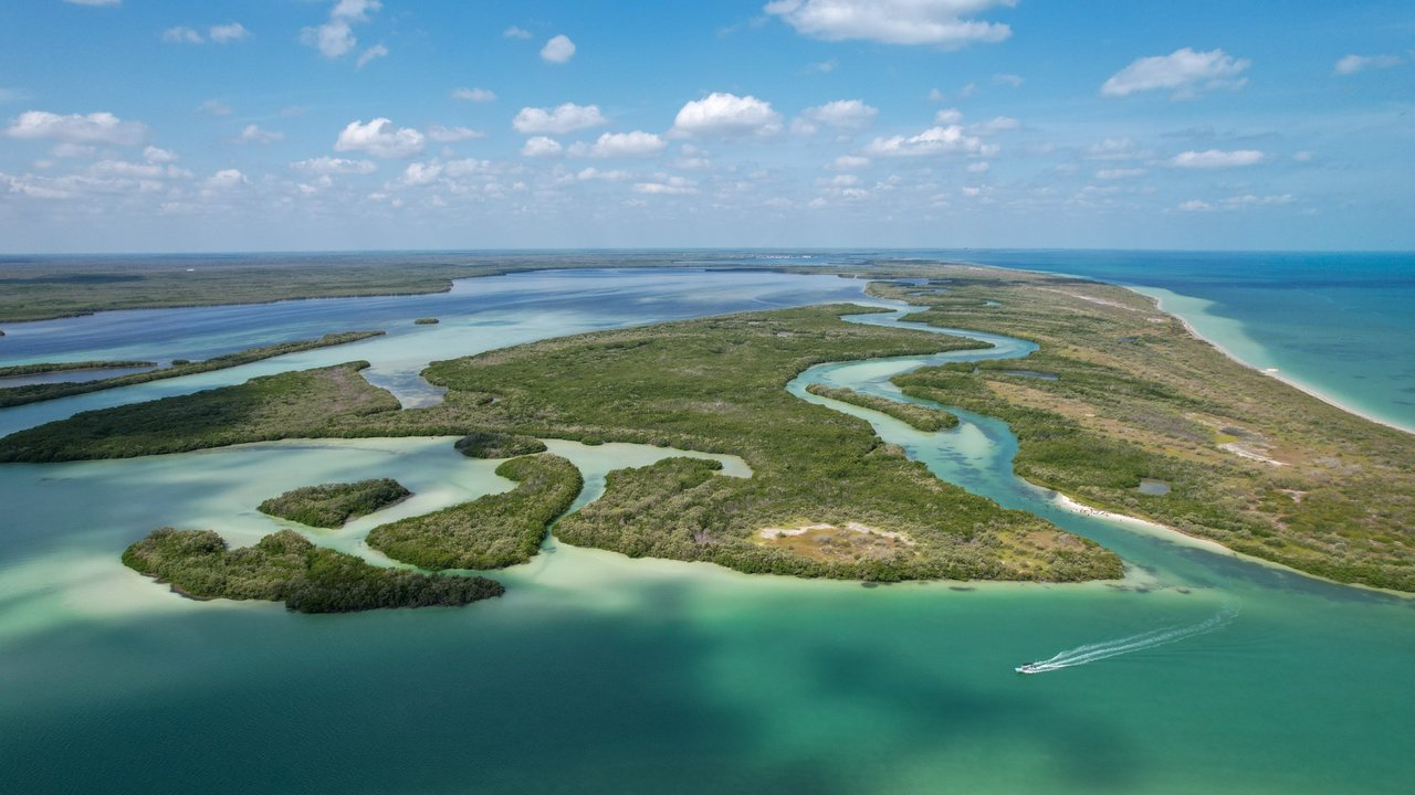 rio-lagartos-oiseaux-mangrove-yucatan