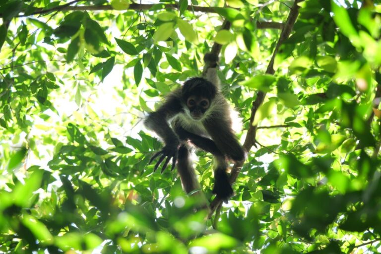 Singe se déplaçant dans la canopée