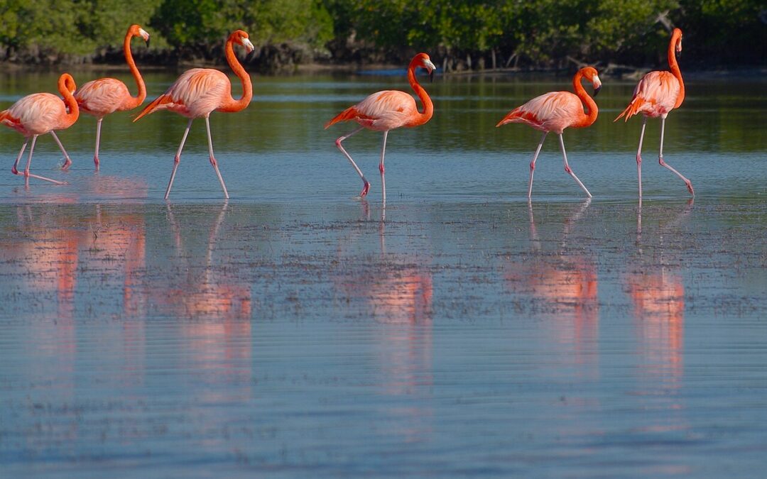 Birdwatching in Río Lagartos: how to plan your visit