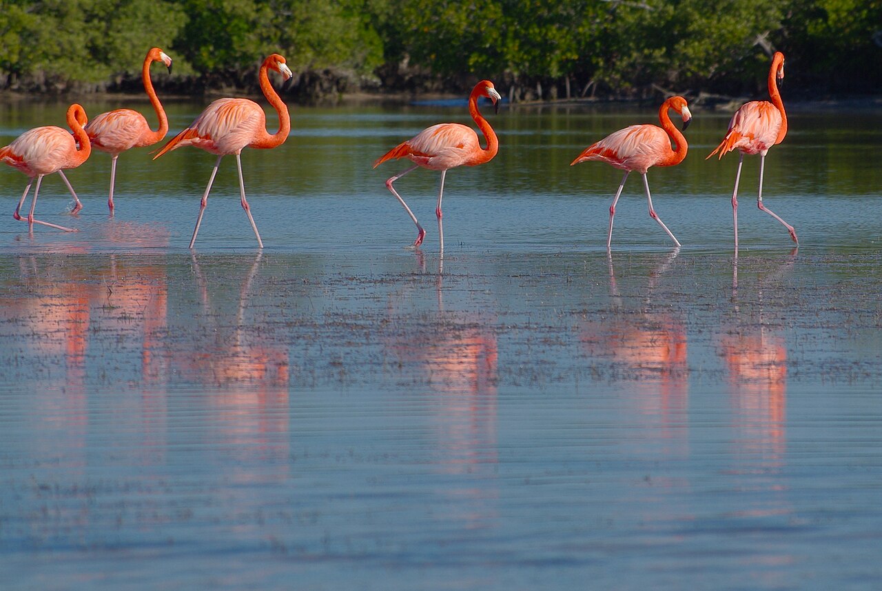 Six flamingos standing in shallow water in front of mangroves at Río Lagartos.