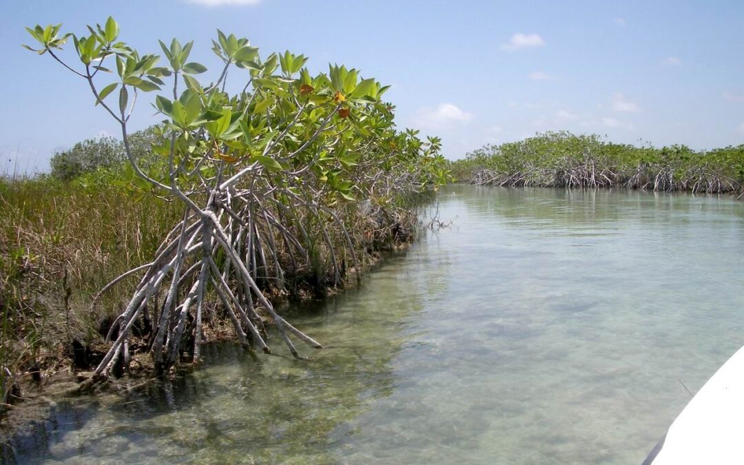 Sian Ka’an en lancha: fauna y condiciones de observación